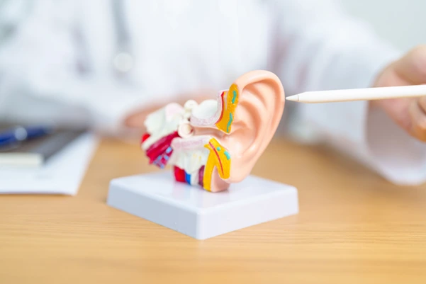 A model of the human ear