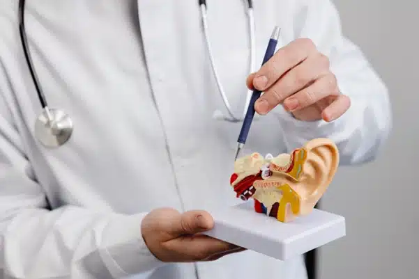 A doctor holding a detailed anatomical model of the human ear, demonstrating advanced diagnostic service A doctor holding a detailed anatomical model of the human ear, demonstrating advanced diagnostic service