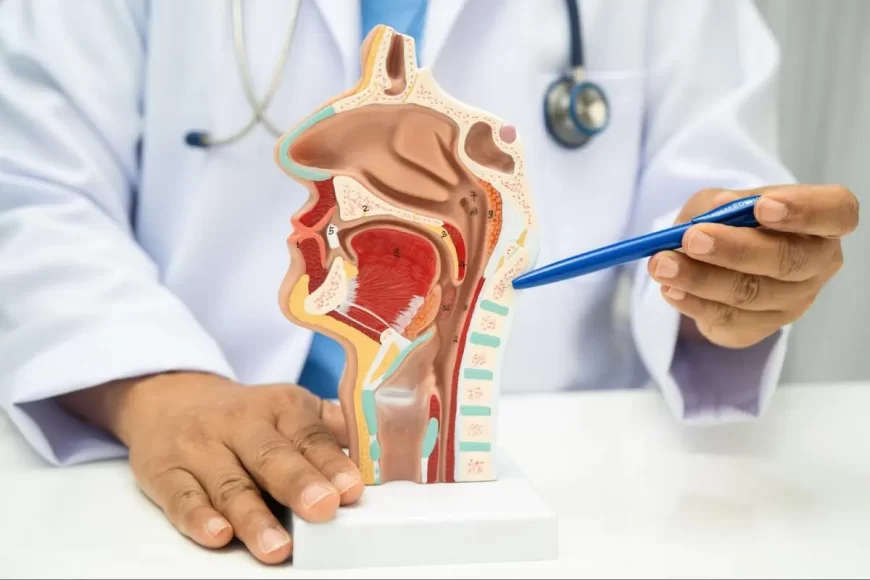 A doctor using a medical model to explain thyroid gland anatomy and cancer development.
